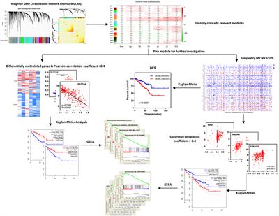 Integrative Analysis of Methylation and Copy Number Variations of Prostate Adenocarcinoma Based on Weighted Gene Co-expression Network Analysis